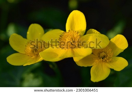 Marsh-marigold ( Caltha palustris ) blooming by the lake. Yellow flowers on the natural background in the evening light. Macro. Selective focus. Side view. Horizontal photo. Royalty-Free Stock Photo #2301006451