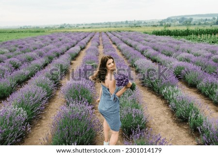 A woman in a dress walks in a summer lavender field at sunset. Girl holding a bouquet of purple lavender flowers. Female on a background of lavender. France, Provence. Back view.