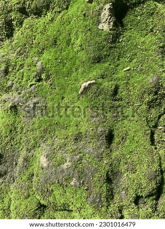 photo of moss on rock, suitable use for natural content