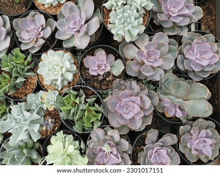 succulent plants in small pots ready for sale