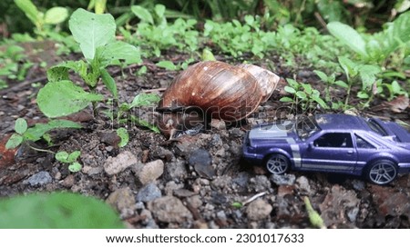 Photo of a snail walking beside a blue toy car