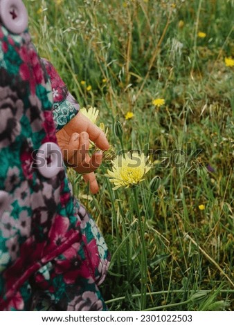 girl's hand touching yellow dandelion flowers in the grass Royalty-Free Stock Photo #2301022503