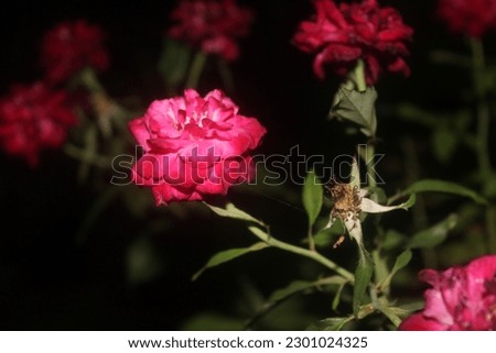rose picture, red rose imege, beoutiful rose, natural rose, flower picture