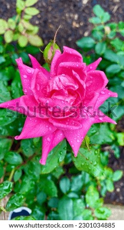 picture of a beautiful pink rose covered in water droplets while in a garden in Houston, Texas, USA.