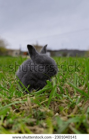 The photo shows a little rabbit in a grassland in souther Italy