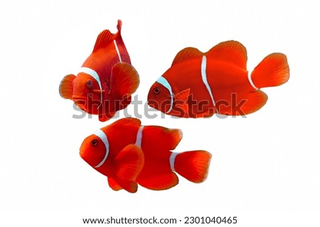 Maroon clownfish on white background, anemones on isolated background Royalty-Free Stock Photo #2301040465