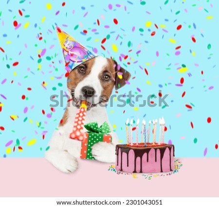 jack russell terrier puppy wearing party cap blows into party horn holds gift box. isolated on white background