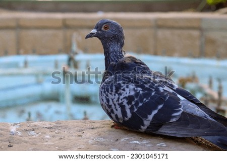 Closed Up Picture of Wild Pigeon Photographed in the Middle of a Park