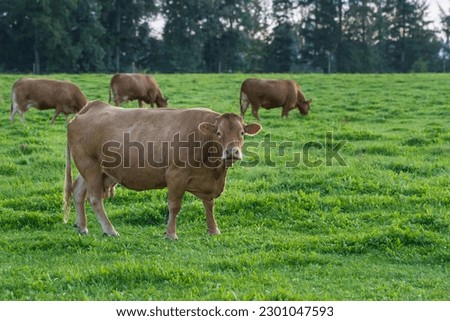 Brown dairy cows on green pasture for milk production under organic requirements and animal protection or animal welfare, front cow looks into the camera and on the right on the meadow background ther Royalty-Free Stock Photo #2301047593