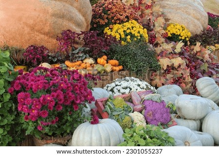 Pumpkins and autumn vegetables on a fair. Harvest time on a farm. Fall festival of fresh organic vegetables. Festive decor in garden. Agriculture market. Rural scene. Vegetarian and vegan food day.