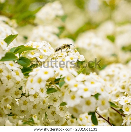A bee collecting pollen on focus standing on a beautiful white blooming flowers
