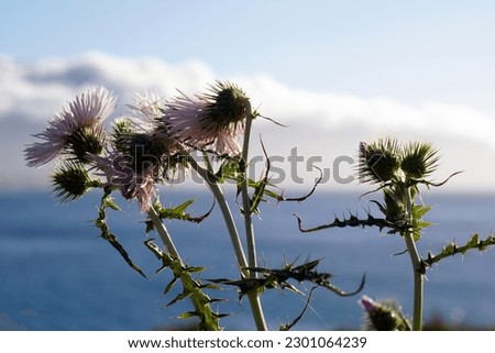 thistle blossom in the wind against horizon over water                              