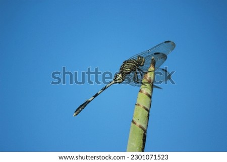 Dragonfly perched on the tip of a rolled banana leaf, against the background of a clean blue sky, in Majalengka, West Java, Indonesia.