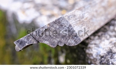 A close-up of a tree branch, its rough bark and twisted wood pattern in focus. No people present.