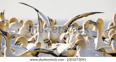 Close up image of a Cape Gannet bird in a big gannet colony on the west coast of South Africa Royalty-Free Stock Photo #2301073091