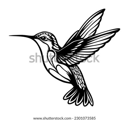 Hummingbird bird on white background.Elements for design.