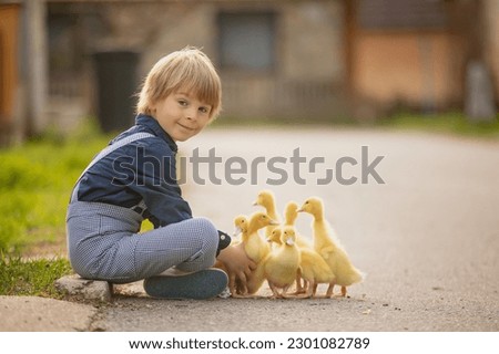 Beautiful preschool boy, playing with little ducks on the street in little village, rural spring scene