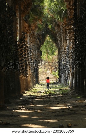 Traveller in tunnel of Palmyra palm trees planted.
This place is the TanTanod local wisdom learning center or Palmyra palm conservation center (Suan Lung Thanom)
Phetchaburi,Thailand