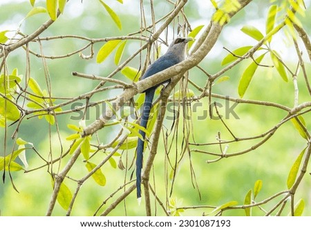 Image of Green-billed Malkoha Bird (Phaenicophaeus tristis) on a tree branch. Birds. Animal.

 Royalty-Free Stock Photo #2301087193