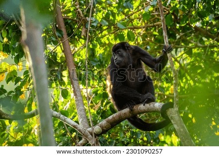 Mantled Howler Monkey - Alouatta palliata, beautiful noisy primate from Latin America forests and woodlands, Gamboa, Panama. Royalty-Free Stock Photo #2301090257