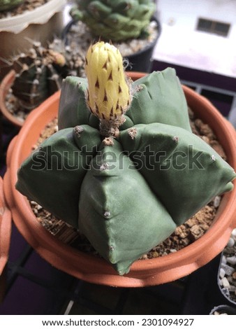 Astrophytum Myriostigma Flowers - Cactus - Succulent