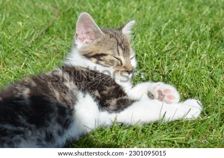 Small cute cat lying in the grass. Sleeping fluffy adorable kitten.