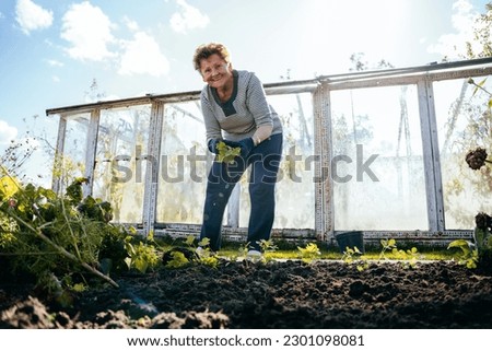 Elderly senior gardener woman digging caring ground level her adult blond daughter helping her at summer sunny farm countryside outdoors using rake and shovel. Royalty-Free Stock Photo #2301098081