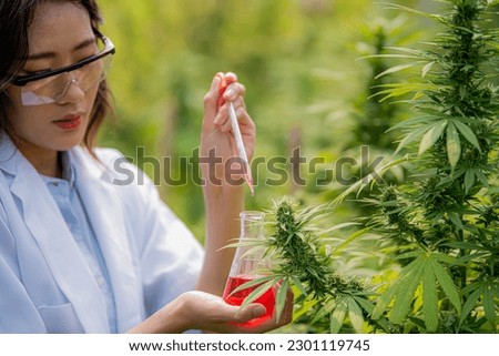Scientists test cannabis flowers on hemp farms for pre-harvest treatment to produce cannabis products.