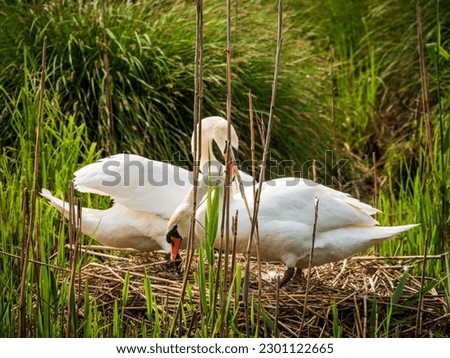 Detail of two swans in a basin of water and on the edge in the grass