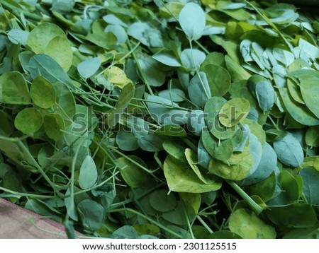 Picture of yellowing moringa leaves 