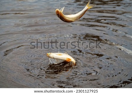 Roach. Gambling fishing on the river in the evening. Leger rig evening biting, bottom line set up. Two or three fishes are sometimes caught Royalty-Free Stock Photo #2301127925