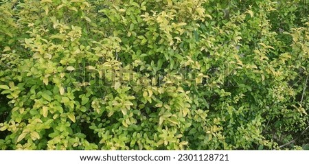 fresh and natural tropical green leaves 