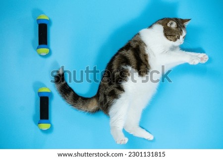 top view scottish cat workout with dumbbell on blue background