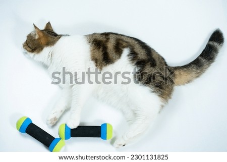 top view scottish cat workout with dumbbell on white background