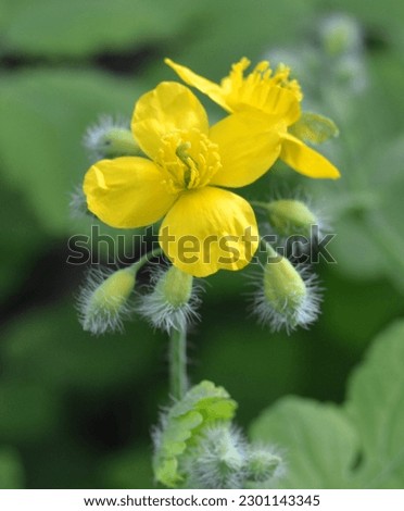 Bright yellow Celandine Poppy, on a green leafy background. Stylophorum diphyllum are beautiful wildflowers,
