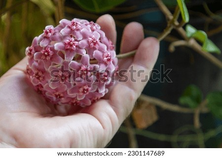 Hoya carnosa flowers. Porcelain flower or wax plant. pink blooming flowers ball on hand Royalty-Free Stock Photo #2301147689