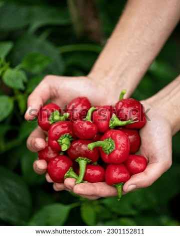 Red Cherry peppers in hands of woman. Freshly harvested hot peppers at farm. Pepper cultivation. Bright spice. Harvesting. Background of green pepper bushes. Top view. Soft focus. Copy space. Royalty-Free Stock Photo #2301152811