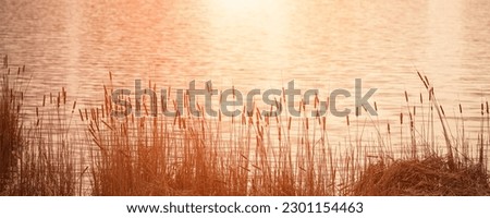 Dry reedmace or cattail bulrush plant with fluffy spikes growing at sunset on river bank. Landscape and environment concept. Royalty-Free Stock Photo #2301154463