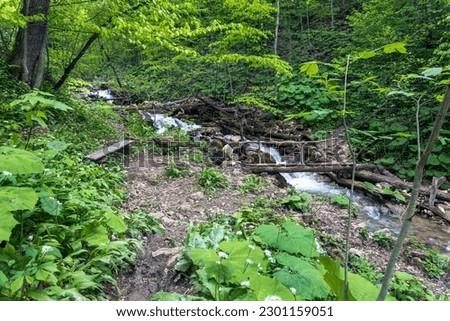 Beautiful picture of a stream in a mountain forest - beautiful natural landscape in the forest
