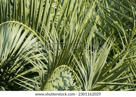 Green date palm leaves background. Photo taken during daytime with copy space. Royalty-Free Stock Photo #2301162029