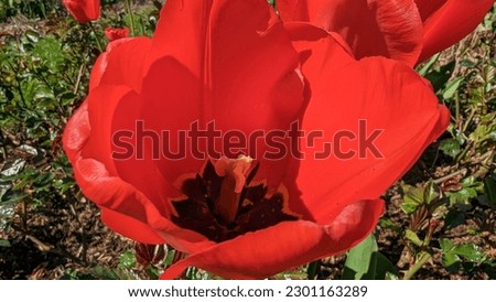 Red tulip field with selective focus
