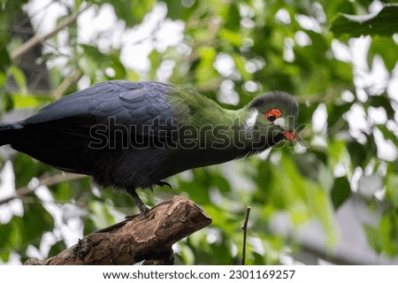 Close up Side View White Cheeked Turaco. High quality photo