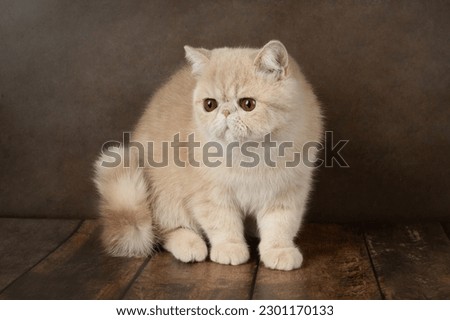 beautiful exotic Shorthair cat lies on the brown background of the Studio. Color cream Royalty-Free Stock Photo #2301170133