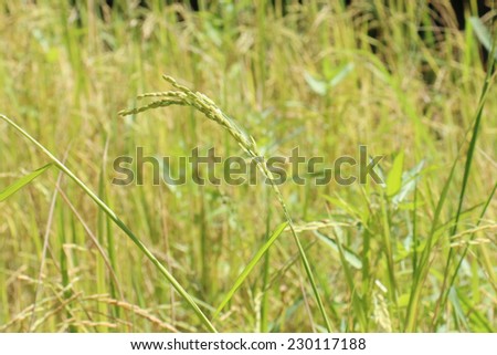 background of rice field