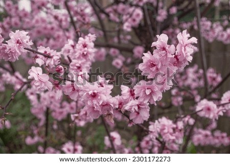 Pink cherry plum blossom. Blooming tree in spring sezon.  Royalty-Free Stock Photo #2301172273