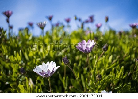Close up of beautiful purple and pink flowers with a green background and blue sky. 