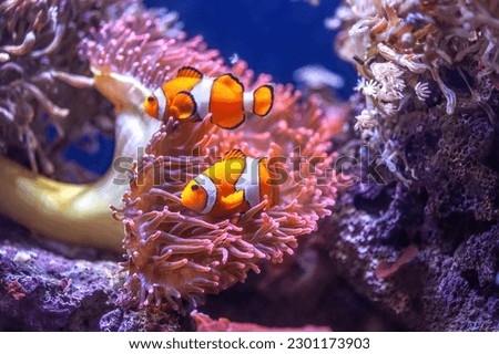 Orange Ocellaris clownfish swimming in deep ocean. Cute Amphiprion ocellaris swim in fishtank, real sea life. Colorful bright small fish and Bubble tip Anemone in aquarium, soft selective focus Royalty-Free Stock Photo #2301173903
