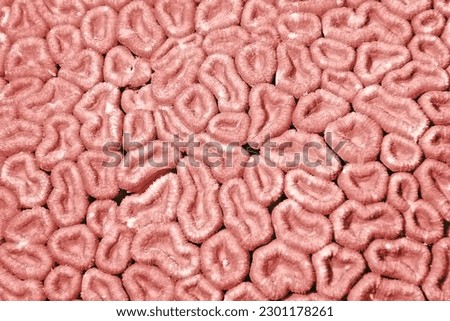 coral color texture background pink tone pastel nature sea underwater
