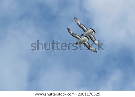 A pair of Cape pigeons fly synchronously in the sky over the Atlantic Royalty-Free Stock Photo #2301178525