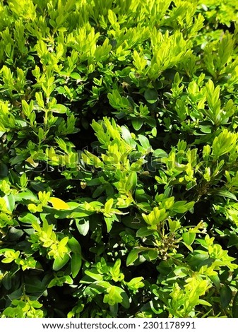 Luxurious boxwood leaves: green leaves are shaded against the background of sunlight, creating a picturesque picture of nature